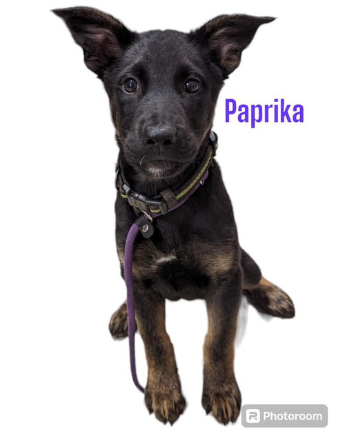 Paprika: Not at the shelter