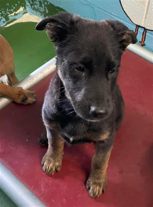 Puppy 5 / Not at shelter