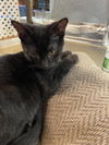 Bageera: Visit at Petsmart in Lynchburg