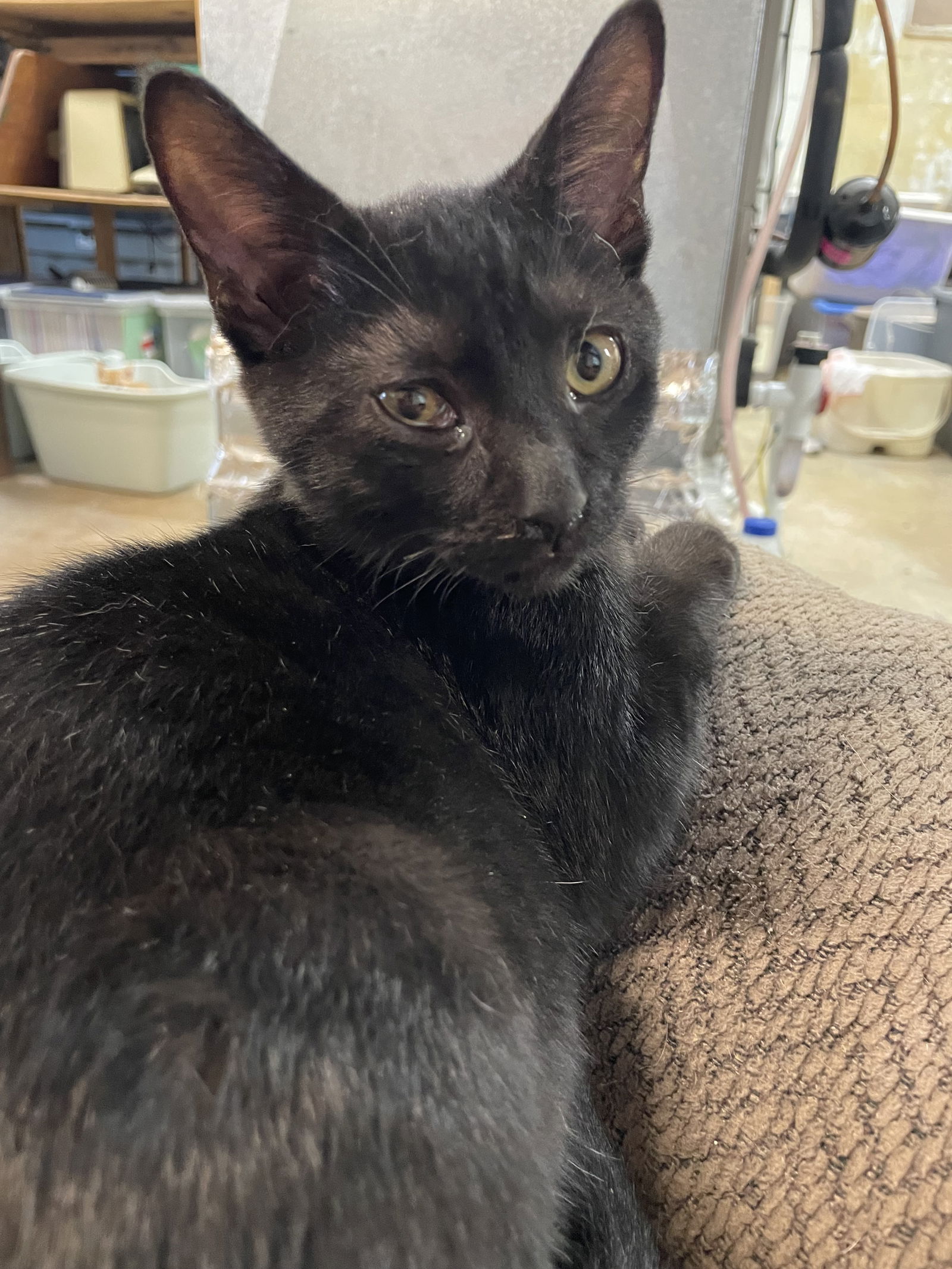 adoptable Cat in Rustburg, VA named Bageera: Visit at Petsmart in Lynchburg