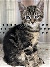 adoptable Cat in , VA named Eloise: Visit soon at Lynchburg Petsmart