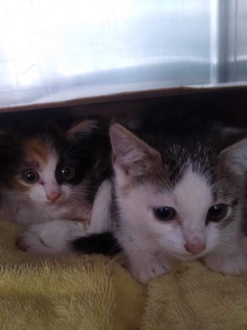 Sister - At shelter