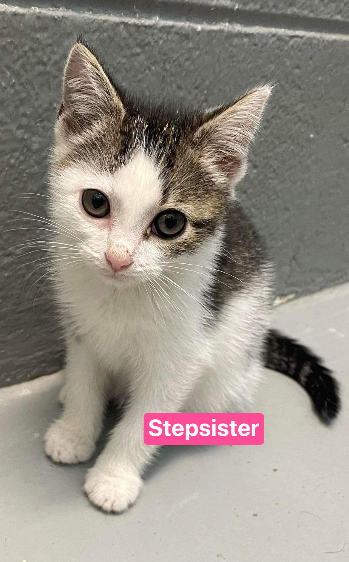 adoptable Cat in Rustburg, VA named Loki “Stepsister:” Not At shelter  (Barbe)