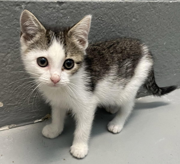 Loki: Not At shelter  (Barbe)