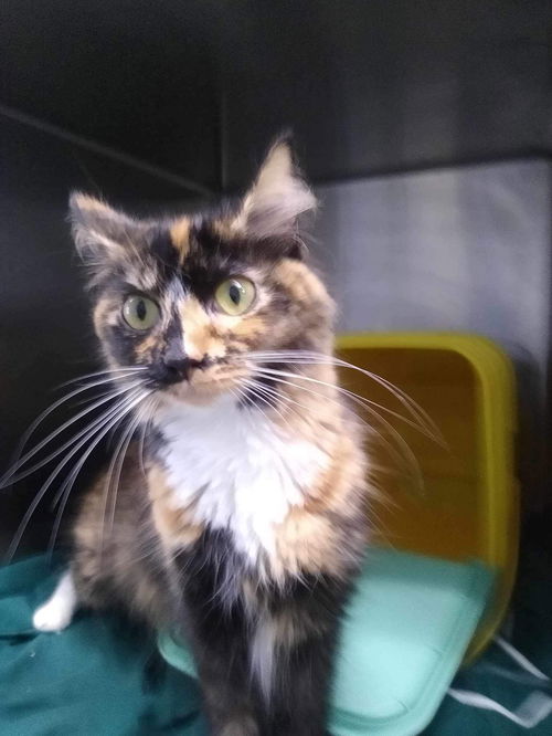 Lola - Visit At Petsmart Lynchburg