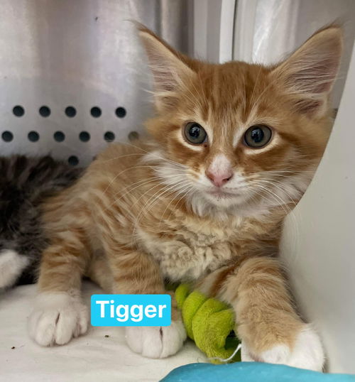 Tigger: At the shelter