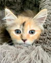 Maraschino “Mara:” Not at shelter