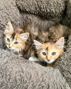 Maraschino “Mara:” Not at shelter