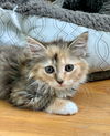 Maraschino “Mara:” Not at shelter