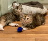 Maraschino “Mara:” Not at shelter