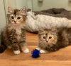 Maraschino “Mara:” Not at shelter