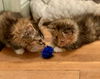 Maraschino “Mara:” Not at shelter