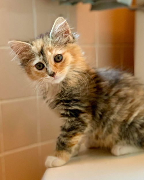 Maraschino “Mara:” Not at shelter