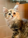 Maraschino “Mara:” Not at shelter