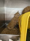 Marshmallow- Visit At Petsmart Lynchburg
