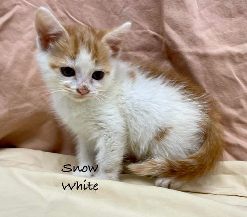 Snow White Kitten: At shelter