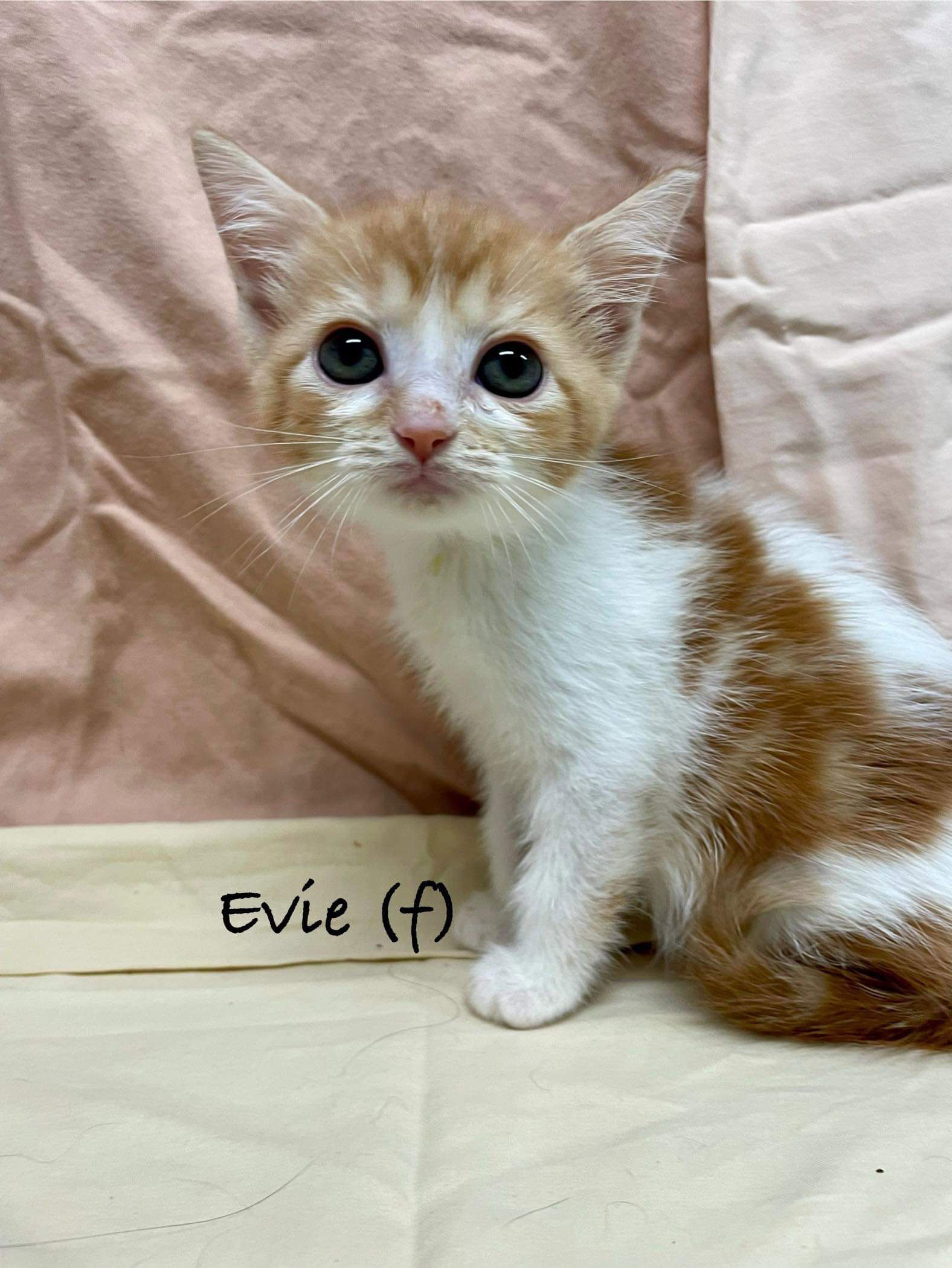 adoptable Cat in Rustburg, VA named Evie: Not At the shelter (Cora)