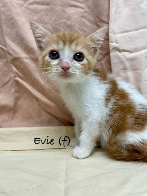Evie: At the shelter