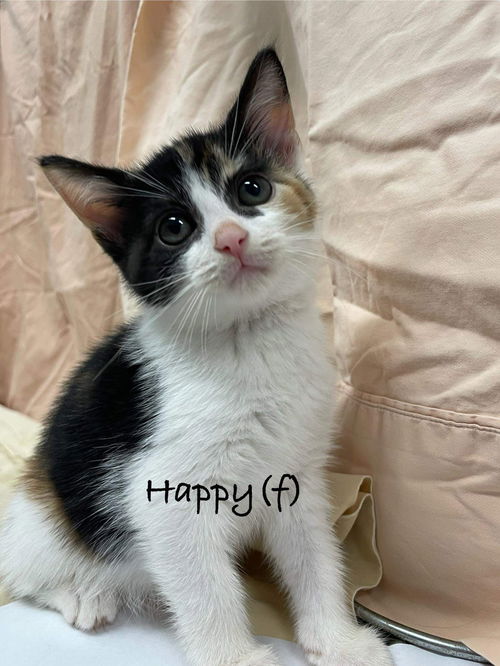 Happy - At shelter