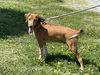 adoptable Dog in Rustburg, VA named Paul: Not at shelter