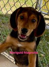 Marigold: Not at the shelter