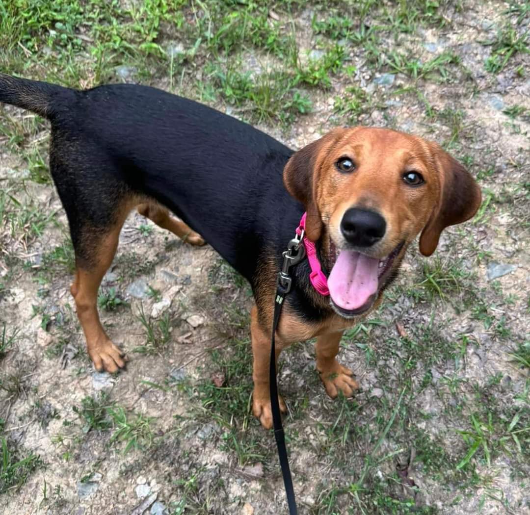 adoptable Dog in Rustburg, VA named Marigold: Not At shelter (Brittney)