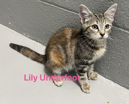 Lilly Underfoot:  Not At the shelter