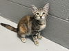 Lilly Underfoot:  Not At the shelter
