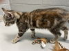 Lilly Underfoot:  Not At the shelter