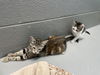 Lilly Underfoot:  Not At the shelter