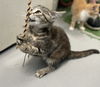 Lilly Underfoot:  Not At the shelter