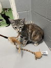 Lilly Underfoot:  Not At the shelter