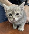 adoptable Cat in , VA named Esther: At shelter