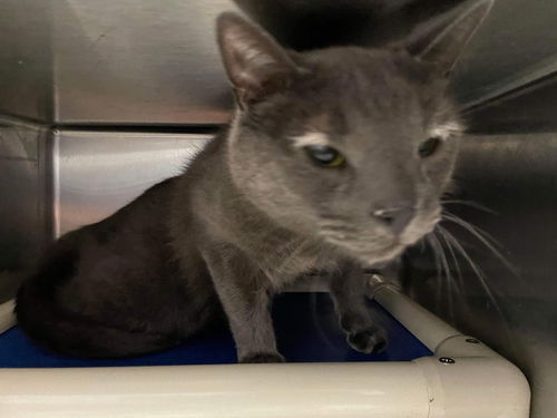 Waylon: Visit  at Lynchburg Petsmart