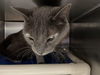 Waylon: Visit  at Lynchburg Petsmart