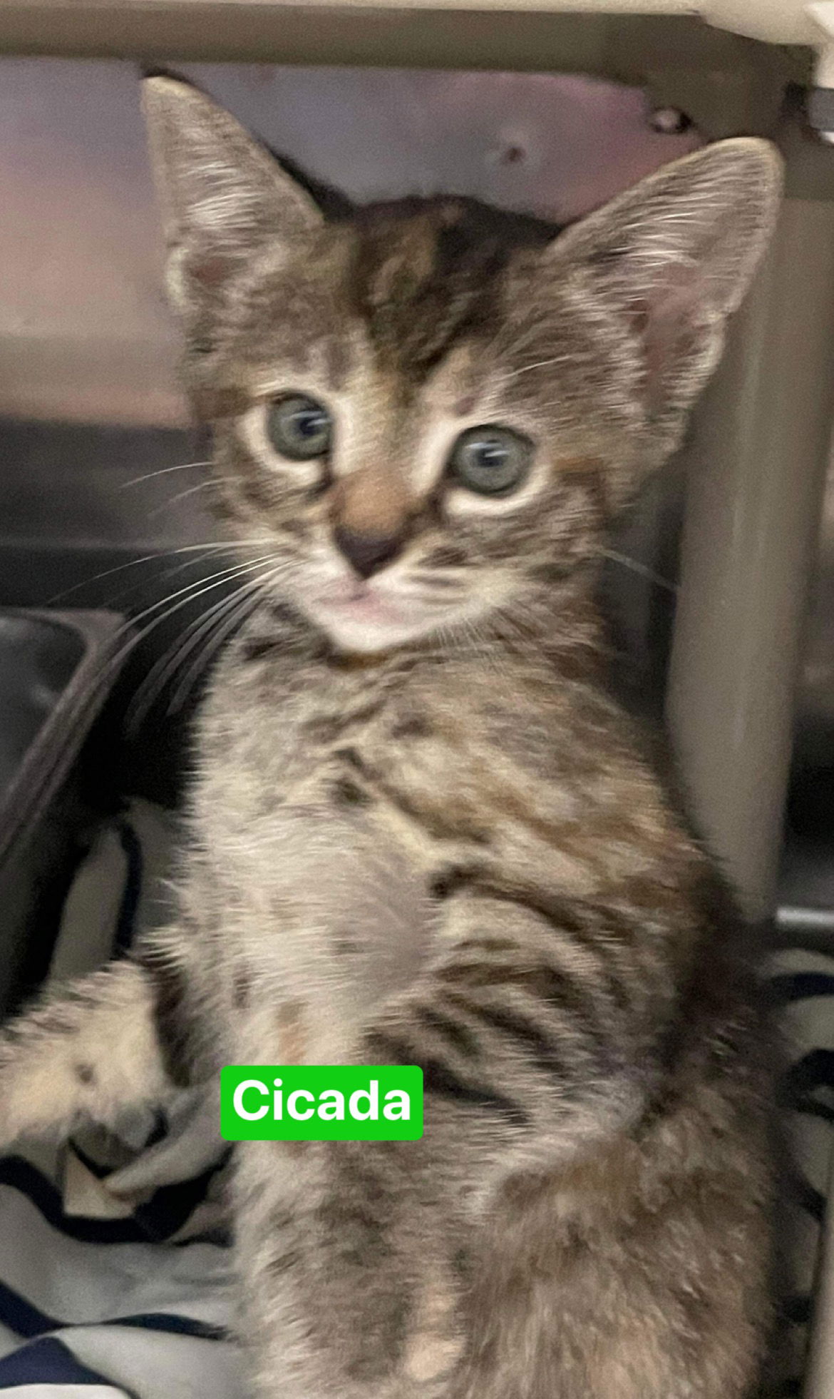 adoptable Cat in Rustburg, VA named Cicada: Not At shelter (Ann)