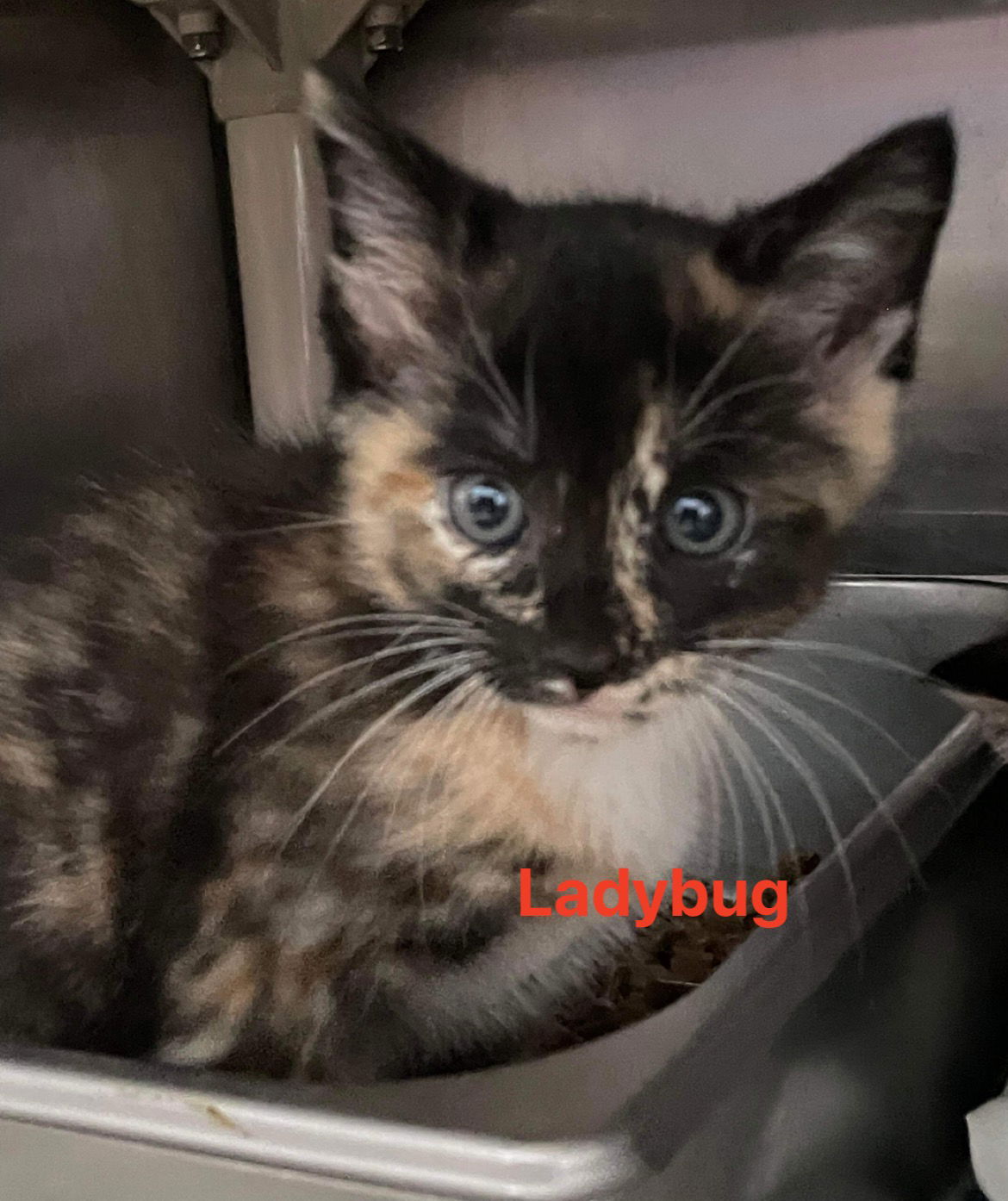 adoptable Cat in Rustburg, VA named Ladybug: Not at shelter (Ann)