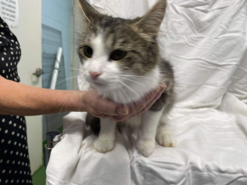 Tiny Tiger: Not At  the shelter