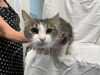Tiny Tiger: Not At  the shelter
