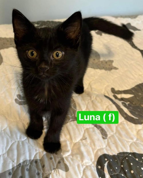 Luna - Not at shelter