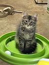 adoptable Cat in Rustburg, VA named Axel: Visit at Petsmart in Lynchburg