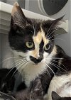 adoptable Cat in  named Cara: At the shelter