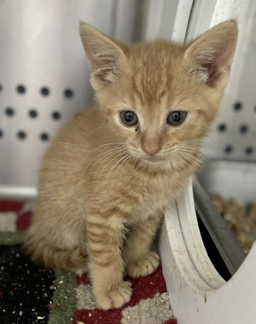 Snickers : Not At shelter