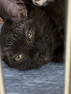 Hershey: Visit at Petsmart Lynchburg