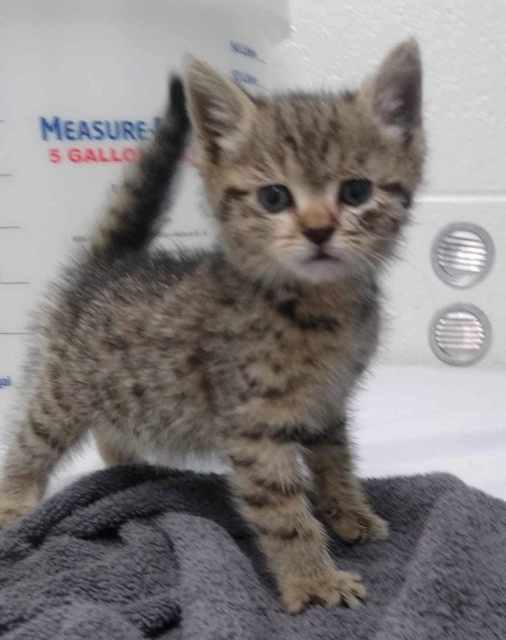 Cat adoption in Rustburg, VA 24588 Domestic Short Hair (short coat