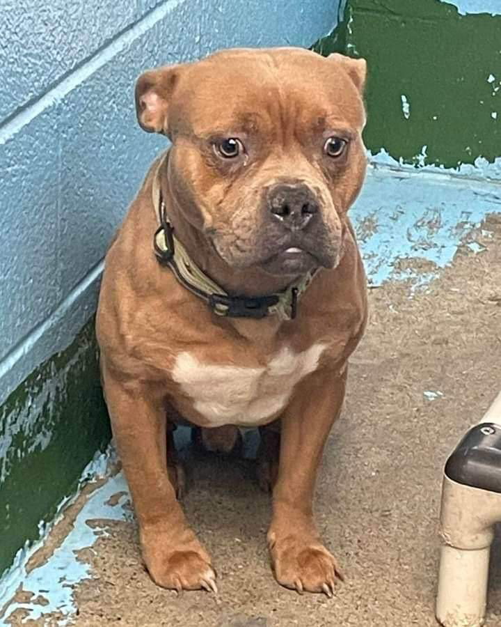 Dog adoption in Rustburg, VA 24588 Pit Bull Terrier Dog "Rambler At