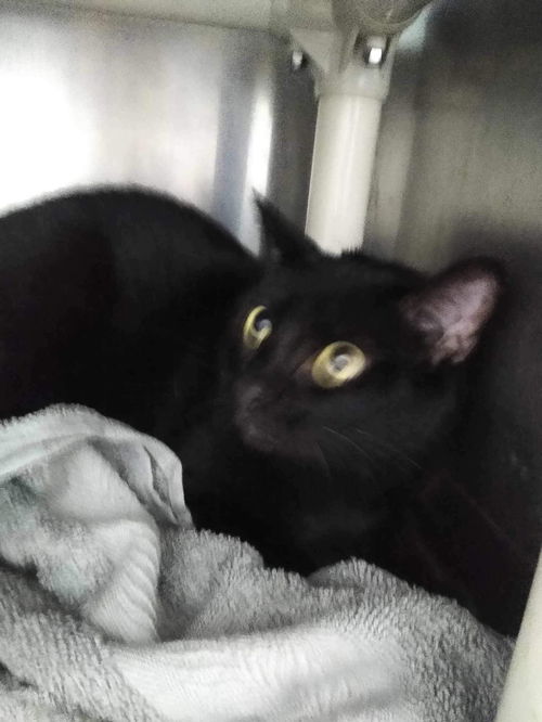 Willie - At shelter
