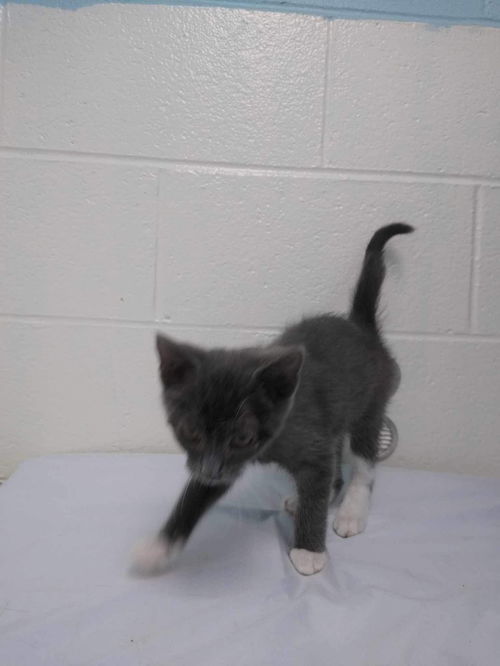 Hawk: At the shelter