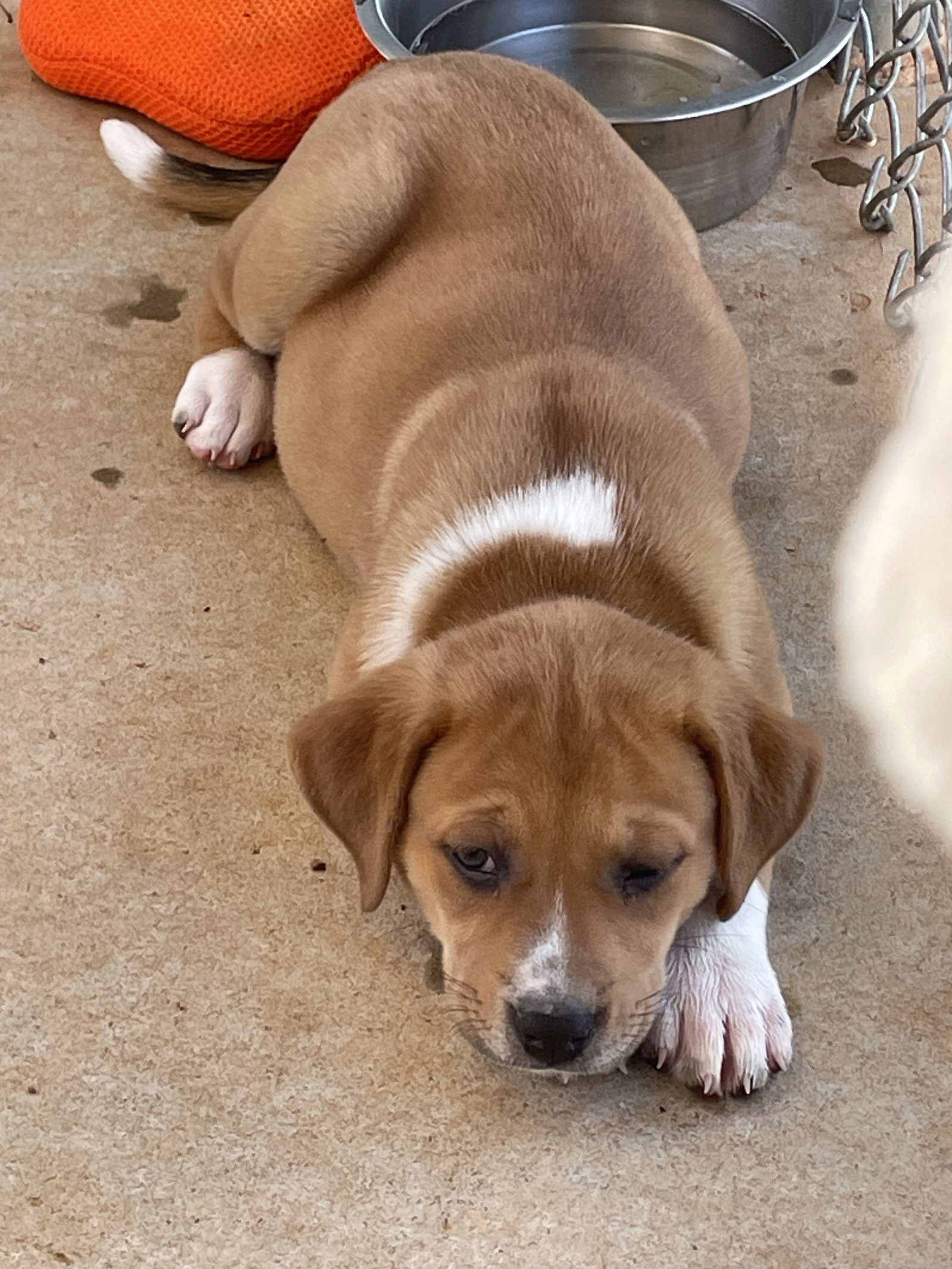 Dog adoption in Rustburg, VA 24588 Labrador Retriever / Mixed (short