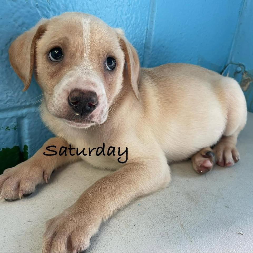Dog adoption in Rustburg, VA 24588 Labrador Retriever / Mixed (short